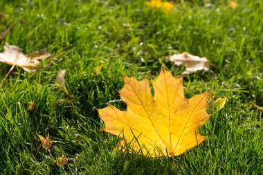 Bir sonbahar akçaağaç yaprağı yeşil çim closeup.