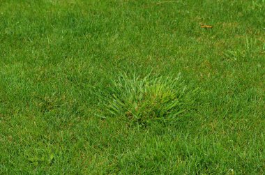 Arka plan bir gün yaz yeşil çimen 