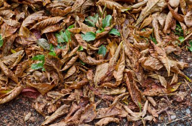 Arka plan gri asfalt yol üzerinde düşmüş kestane sonbahar yaprakları