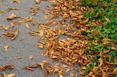 Gri kentsel asfalt yolda sonbahar çürük kestane rengi sarı yaprakları ve yeşil çim üstten görünüm