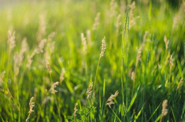 Sulu çimlere yeşil bir çayırda yaz, seçici odak, sığ alan derinliği arka plan