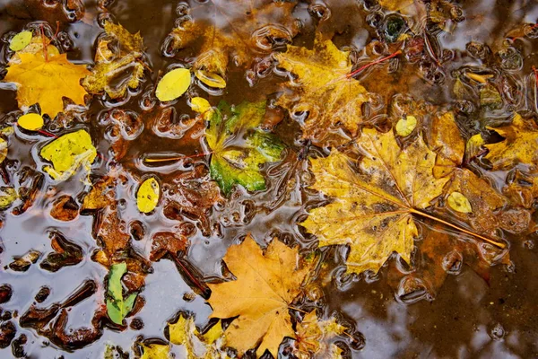 Folhas Bordo Outono Amarelo Apodrecendo Uma Poça Chuva — Fotografia de Stock