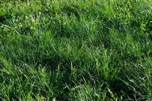 Hintergrund Von Grünem Gras Einem Sommertag Geringe Schärfentiefe — Stockfoto
