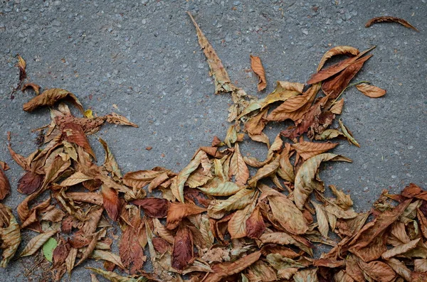 Outono Caído Chestnum Folhas Fundo Estrada Asfalto Cinza — Fotografia de Stock