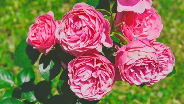 Bush of beautiful pink roses in bloom, flowerbed of roses