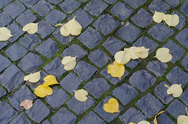 fallen yellow leaves on geometry pattern of city cobblestone pavement