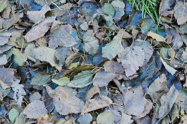 Texture Fond Des Feuilles Automne Décomposition Brune — Photo