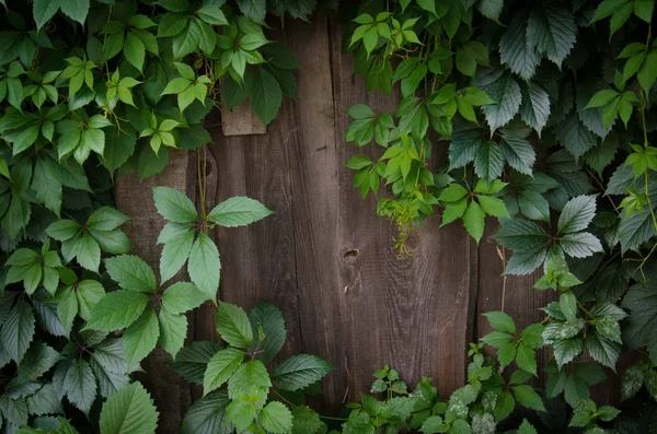 绿色爬行的常春藤植物生长在一个古老的木栅栏 窗口复制空间 — 图库照片