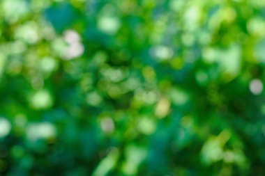 Yeşil yaz arka plan, doğal bokeh Bahçe arka plan defocused.