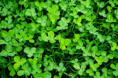 Arka plan Yeşil yonca çayır, şans ve İrlanda sembolü