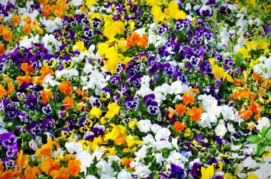 yaz çiçek, çayır canlı Hercai Menekşe (viyola), seçici odak, sığ alan derinliği arka plan