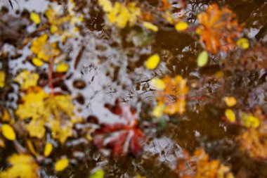 Yağmur çamura çürüyen sarı sonbahar akçaağaç yaprakları.