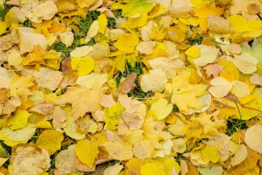 Bir sonbahar akçaağaç closeup yeşil çim yaprakları.