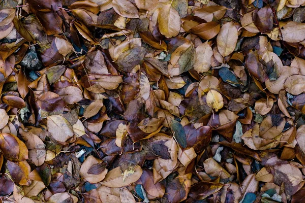 Folhas Outono Molhadas Bronze Marrom Colorido Fundo Tonificado Natural — Fotografia de Stock