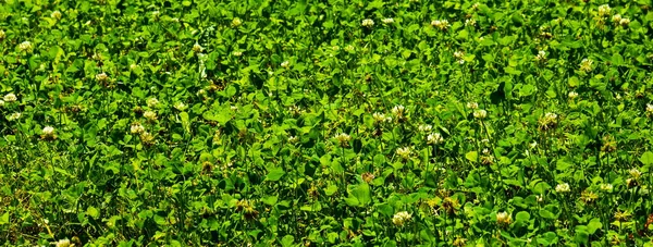 Fond Prairie Verte Trèfle Irlandais Symbole Saint Patrick — Photo