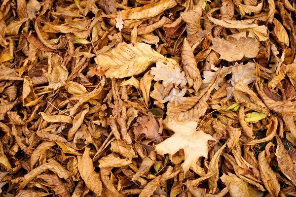 Textura Natural Folhas Caídas Castanha Outono — Fotografia de Stock