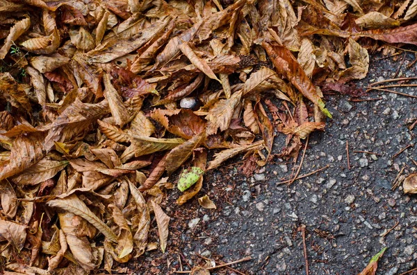 Folhas Outono Caídas Castanha Fundo Estrada Asfalto Cinza — Fotografia de Stock