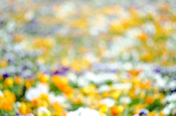 Rozmazané Pozadí Letních Květin Louka Živé Macešky Violy Rozostření — Stock fotografie
