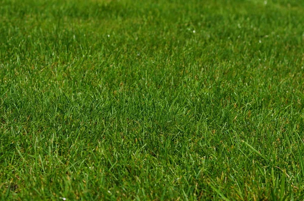 Hintergrund Von Grünem Gras Einem Sommertag — Stockfoto