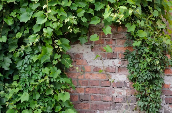 葡萄藤的爬山虎常春藤上一堵砖墙背景 — 图库照片