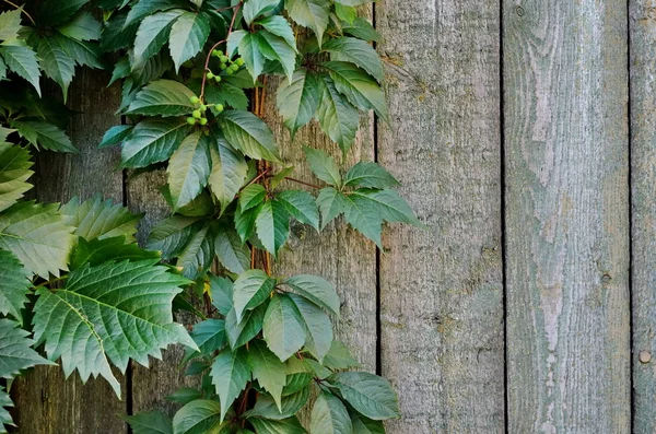 Liść Zielony Virginia Creeper Tle Shabby Malowane Drewniane Deski — Zdjęcie stockowe