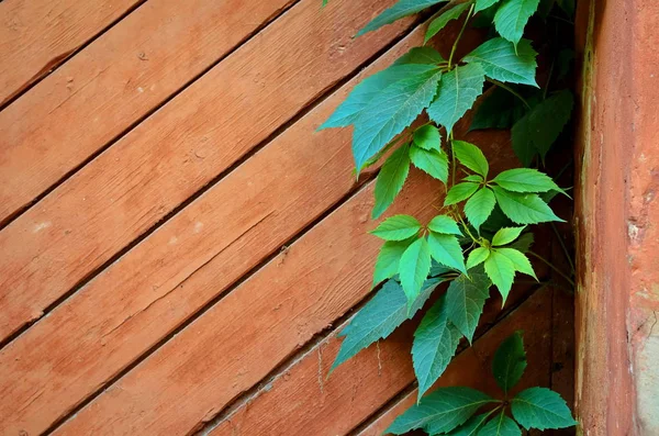 Gröna Blad Vildvin Bakgrund Shabby Målade Brädor — Stockfoto