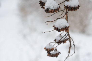 Seçici odak bir güneşli kış gününde çıplak ağaç dal. Karla kaplı ince ağaç dalları 