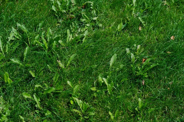 Bakgrund Grönt Gräs Sommardag — Stockfoto