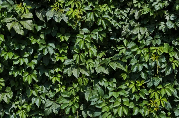 Achtergrond Van Groene Virginia Klimplant Bladeren — Stockfoto