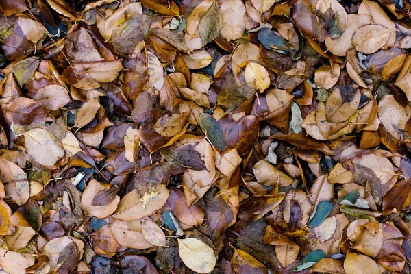Folhas Outono Molhadas Bronze Marrom Colorido Fundo Tonificado Natural — Fotografia de Stock