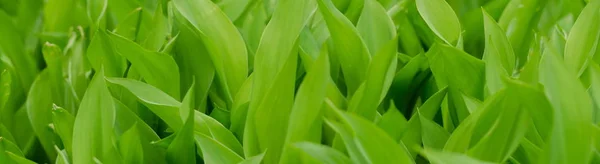 Natural Green Background May Lily Lily Valley Convallaria Majalis Leaves — Stock Photo, Image