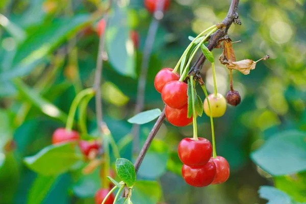 Las Cerezas Dulces Rama Jardín Veraniego Las Bayas Dulces Guinda — Foto de Stock