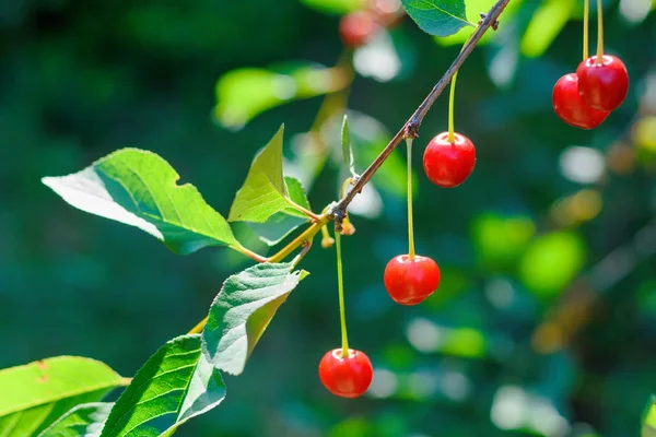 Las Cerezas Dulces Rama Jardín Veraniego Las Bayas Dulces Guinda — Foto de Stock