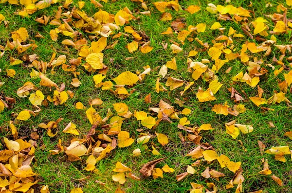 Automne Feuilles Dorées Tombées Dans Herbe Fraîche Verte — Photo