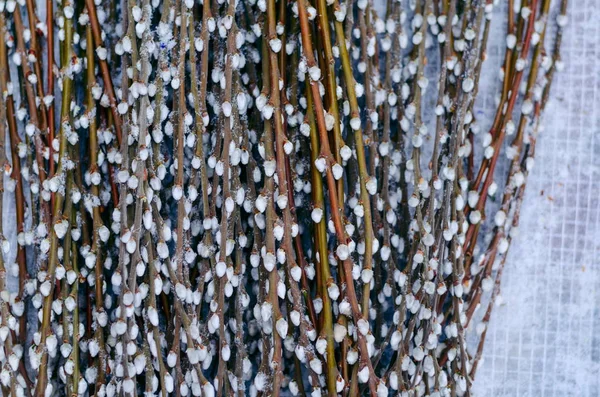 Σωρός Από Μουνί Ιτιάς Κλωνάρια Κάτω Από Χιόνι — Φωτογραφία Αρχείου