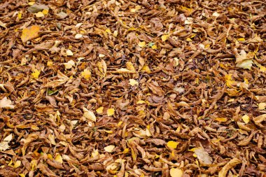 Doğal doku düşmüş kestane sonbahar yaprakları.