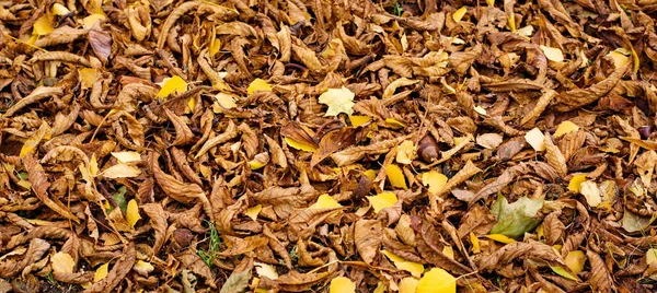 Textura Natural Folhas Caídas Castanha Outono — Fotografia de Stock