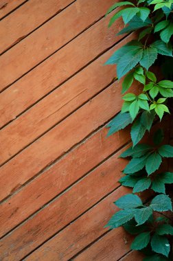 Yeşil asması eski püskü boyalı ahşap Komiteler arka plan üzerinde bırakır. 