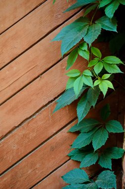 Yeşil asması eski püskü boyalı ahşap Komiteler arka plan üzerinde bırakır. 