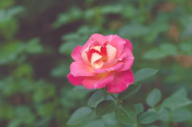 Renkler soluk ve Bush ile çiçek, seçici odak pembe Gül gül