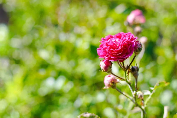 Krásné Růžové Čína Povstala Jaře Zahradě Rozostřené Pozadí — Stock fotografie