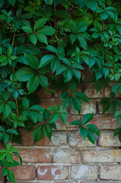 在照片的顶部叶片带绿色的常春藤的石砖墙背景 — 图库照片