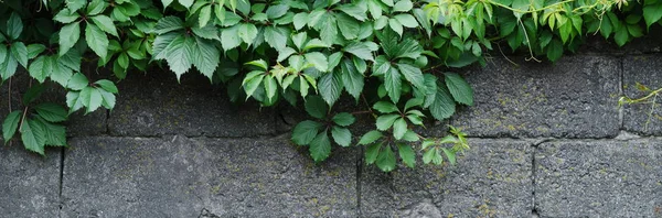 灰色的石头墙 与绿色的常春藤叶在照片的顶部 — 图库照片