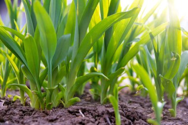 Güneşle aydınlatılmış taze yeşil çimenler, yakın çekim