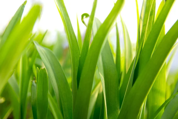 Fresh green grass with lit by the sun, closeup — Stock Photo, Image