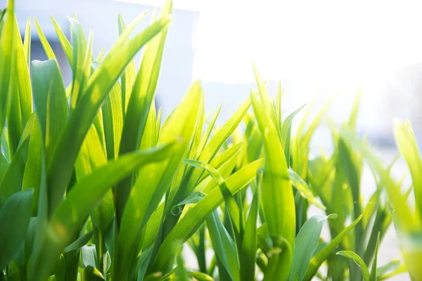 Čerstvá zelená tráva osvětlená sluncem, uzavřena — Stock fotografie