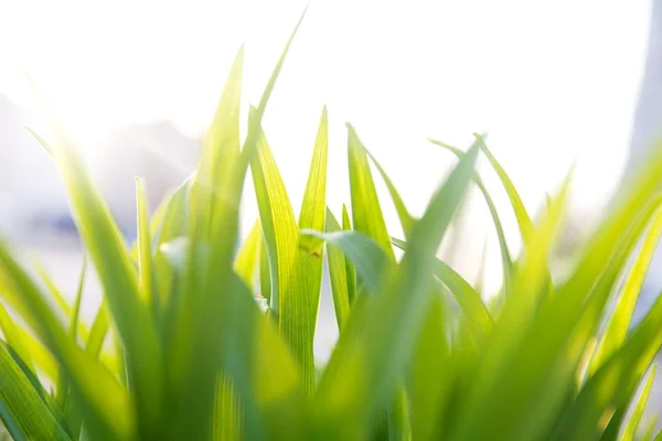 Hierba verde fresca con luz del sol, primer plano —  Fotos de Stock