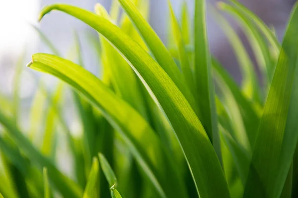 Čerstvá zelená tráva osvětlená sluncem, uzavřena — Stock fotografie