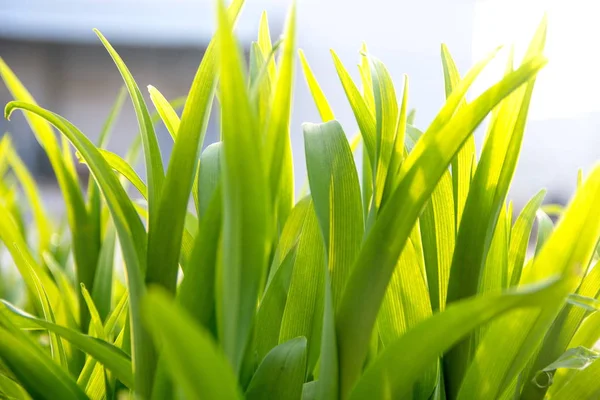 Rumput hijau segar dengan diterangi oleh matahari, closeup — Stok Foto