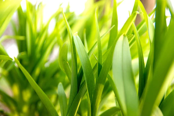 Fresh green grass with lit by the sun, closeup — Stock Photo, Image